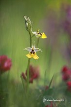 Ophrys lacaitae