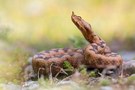 Vipera ammodytes - Europäische Hornotter