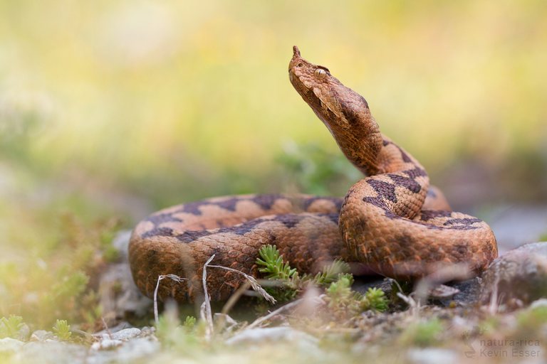 Vipera ammodytes - Europäische Hornotter