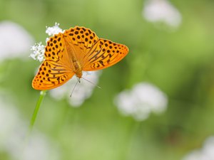 Die ersten Kaisermäntel