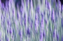 lavende abstrait