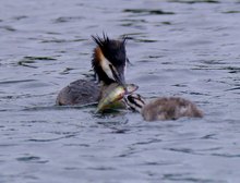 Flussbarsch zum Frühstück