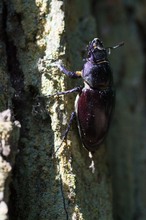 Hirschkäfer-Dame auf dem Weg zum Gipfel - Dokufoto