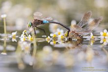 Kleine Königslibelle, Anax parthenope bei der Eiablage