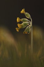 Schlüsselblume