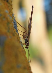 Riesenschlupfwespe (megarhyssa perlata)