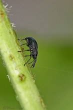 Kräftige Stockrosen-Spitzmausrüssler (Aspidapion validum)