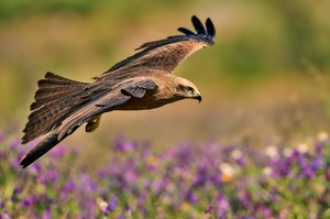 Black Kite
