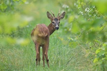 Vertrauter Blick