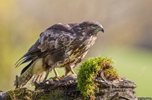 Bussard aus dem letzten Herbst