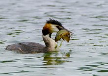 Schleie mit Salat