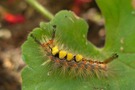 Raupe eleganter wie der Falter - der Schlehen Bürstenspinner
