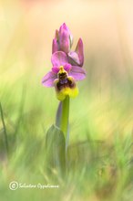 Ophrys tenthredinifera