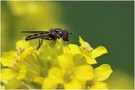 Schwebfliege ND