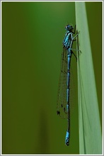 Hufeisenazurjungfer (Coenagrion puella)