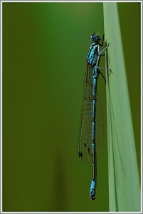 Hufeisenazurjungfer (Coenagrion puella)