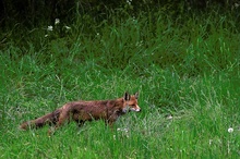 Auf der Jagd..      ND