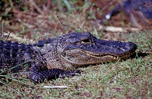 American Alligator ND