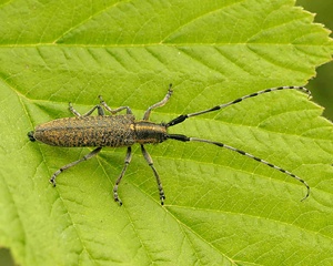 Distelbock-Käfer