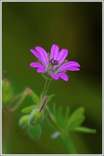 Weicher Storchenschnabel (Geranium molle) ?