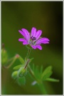 Weicher Storchenschnabel (Geranium molle) ?