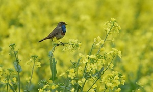 Blaukehlchen ND