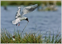 Lachmöwe (Larus ridibundus) am Nest, NSG Zwillbrocker Venn