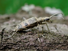 Bissiger Zangenbock (Rhagium mordax)