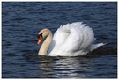 Höckerschwan KD