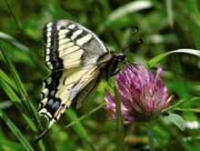 Schmetterling ND