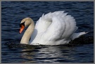 Höckerschwan