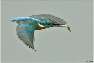 Eisvogel im Flug erwischt