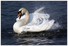 Höckerschwan KD