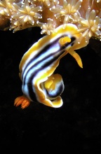 Chromodoris Lochi, ND,EBV