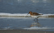 Sanderling ND