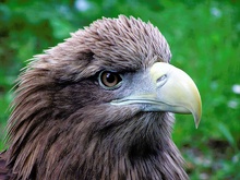 Seeadler