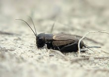 Feldgrille (Gryllus campestris) ND