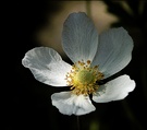 Anemonis silvestris ND