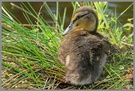 Stockente