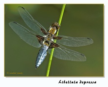 Libellula depressa