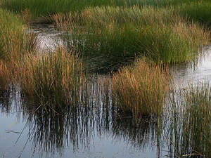 Schilfspiegel