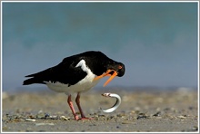 Austernfischer (Haematopus ostralegus), Helgoland , Düne