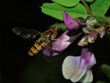 schwebfliege, nd