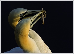 Baßtölpel (Sula bassana), Helgoland Lummenfelsen