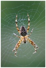 Kreutzspinne KD