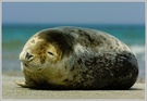 Seehund (Phoca vitulia), Helgoland, Düne