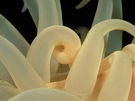 ND, Anemone