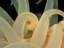 ND, Anemone