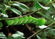 Raupe Ligusterschwärmer, ND