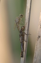 Metamorphose  ND